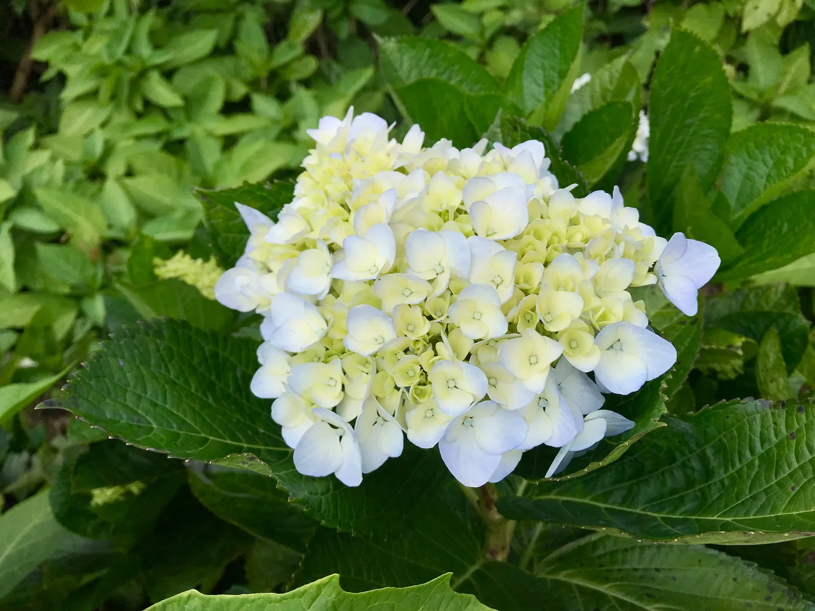 Hortensia THE BRIDE ('Blushing Bride'PBR) - bild 2