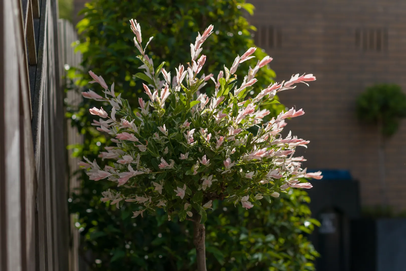 Eukalyptusvide 'Hakuro Nishiki', Sh 80-100 - bild 2
