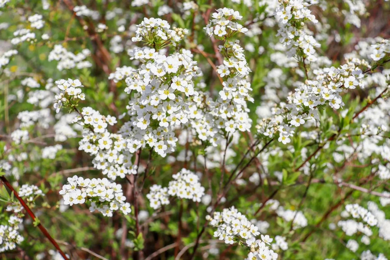 Norskspirea 'Grefsheim', 60-100 cm, Goliat — detalj 3
