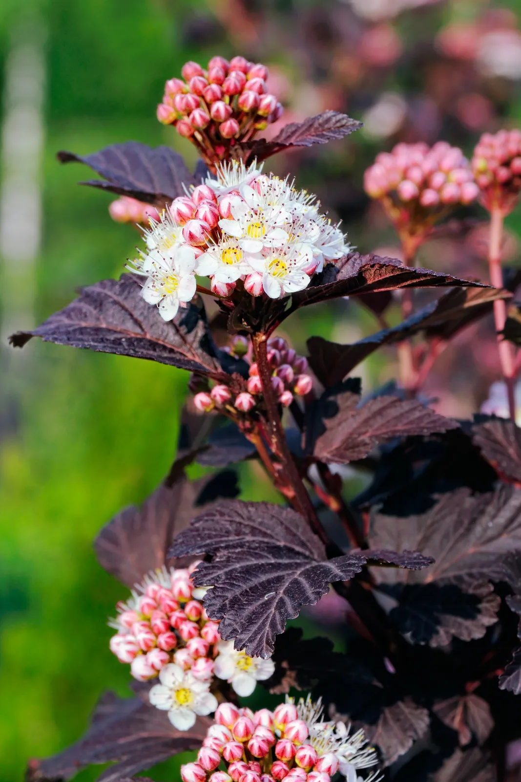 Smällspirea TINY WINE ('Smpotw'PBR) - bild 1