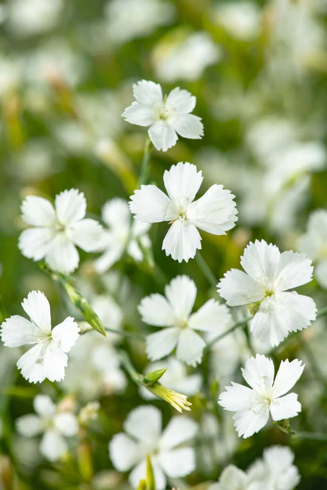 Backnejlika 'Albiflorus' med vita blommor, doftande perenn för soliga lägen i trädgården.