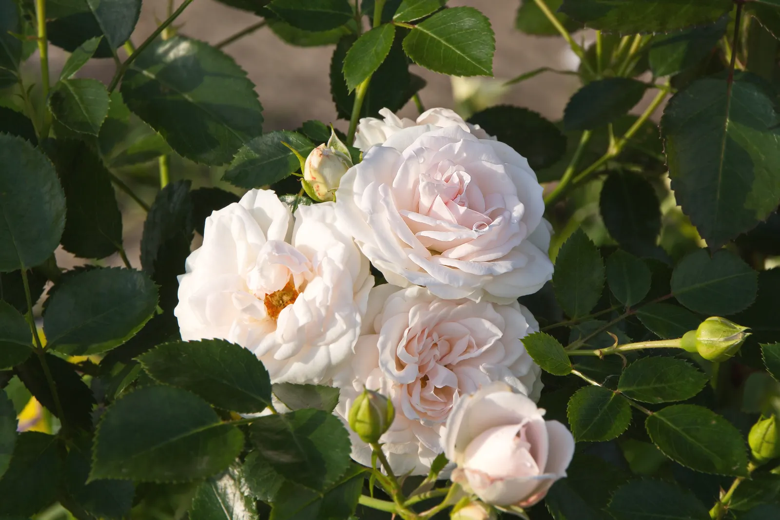 Floribundaros ASPIRIN® ('Taniripsa') - bild 2