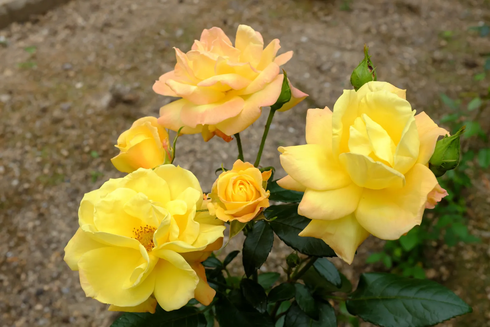 Floribundaros GOLDMARIE ('Korfalt') - bild 4