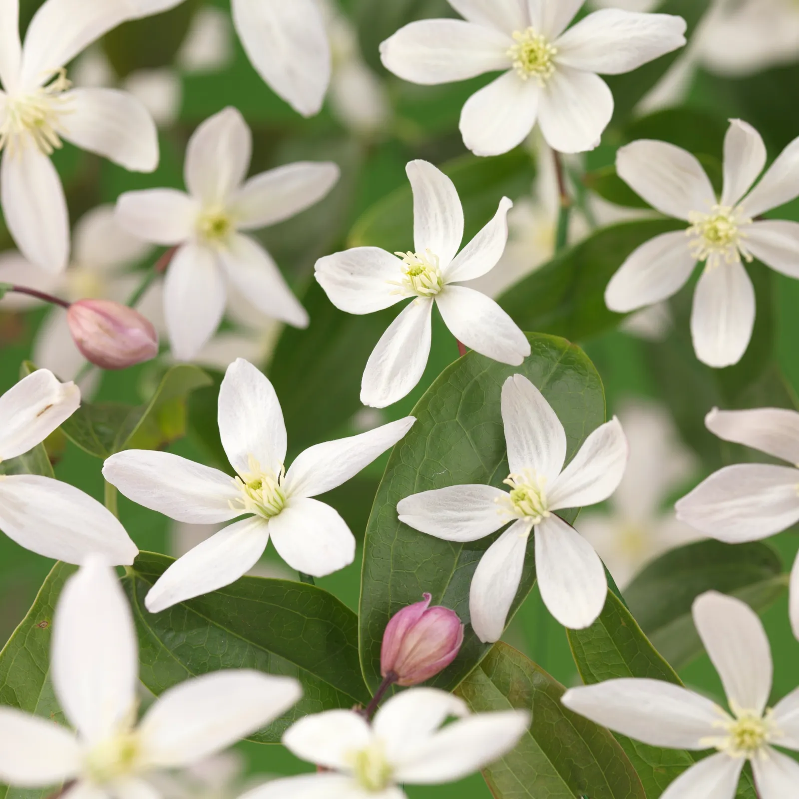 Vinterklematis 'Apple Blossom' - bild 1