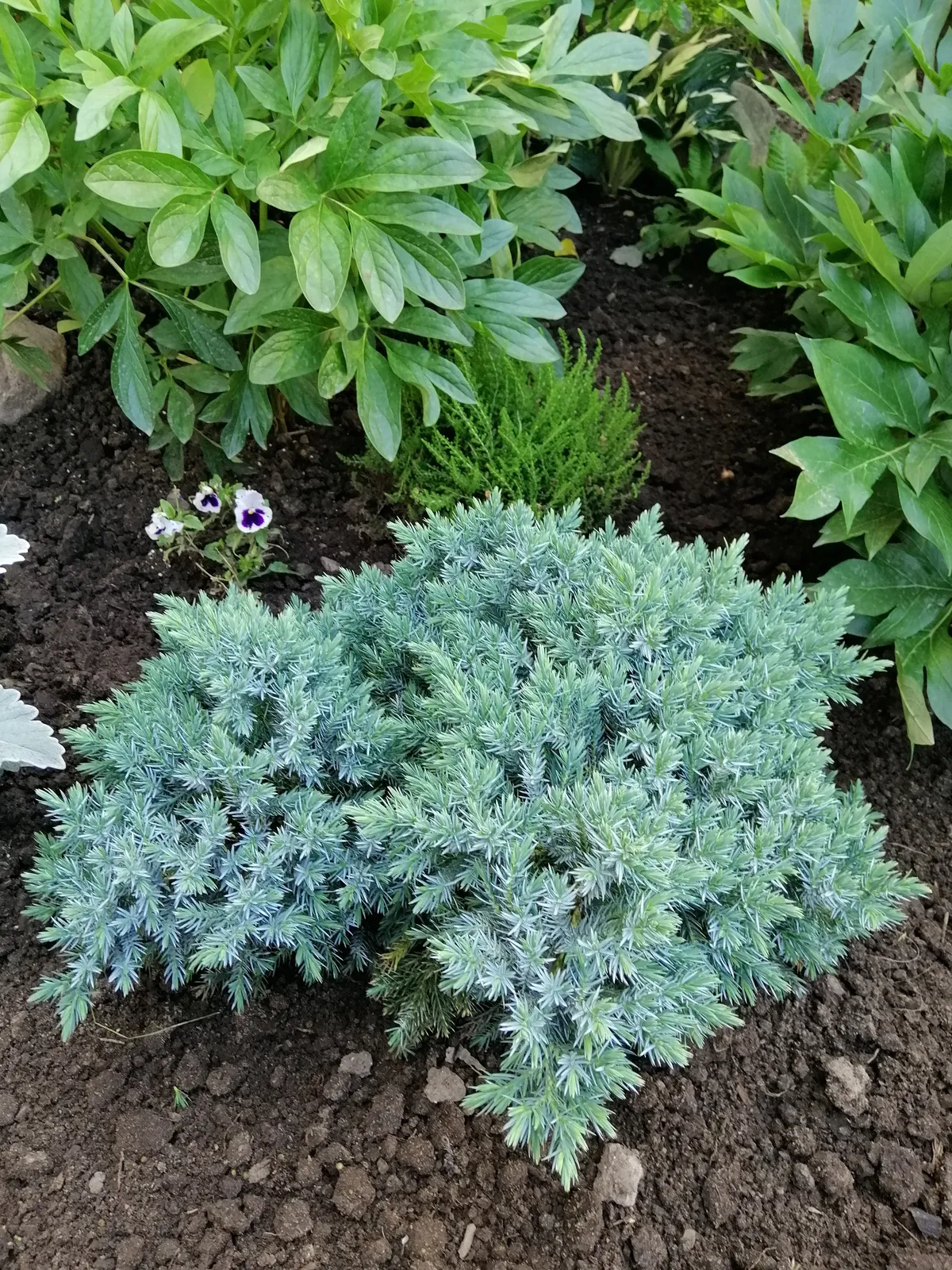 Himalaya-en 'Blue Star', 20-25 cm - bild 3