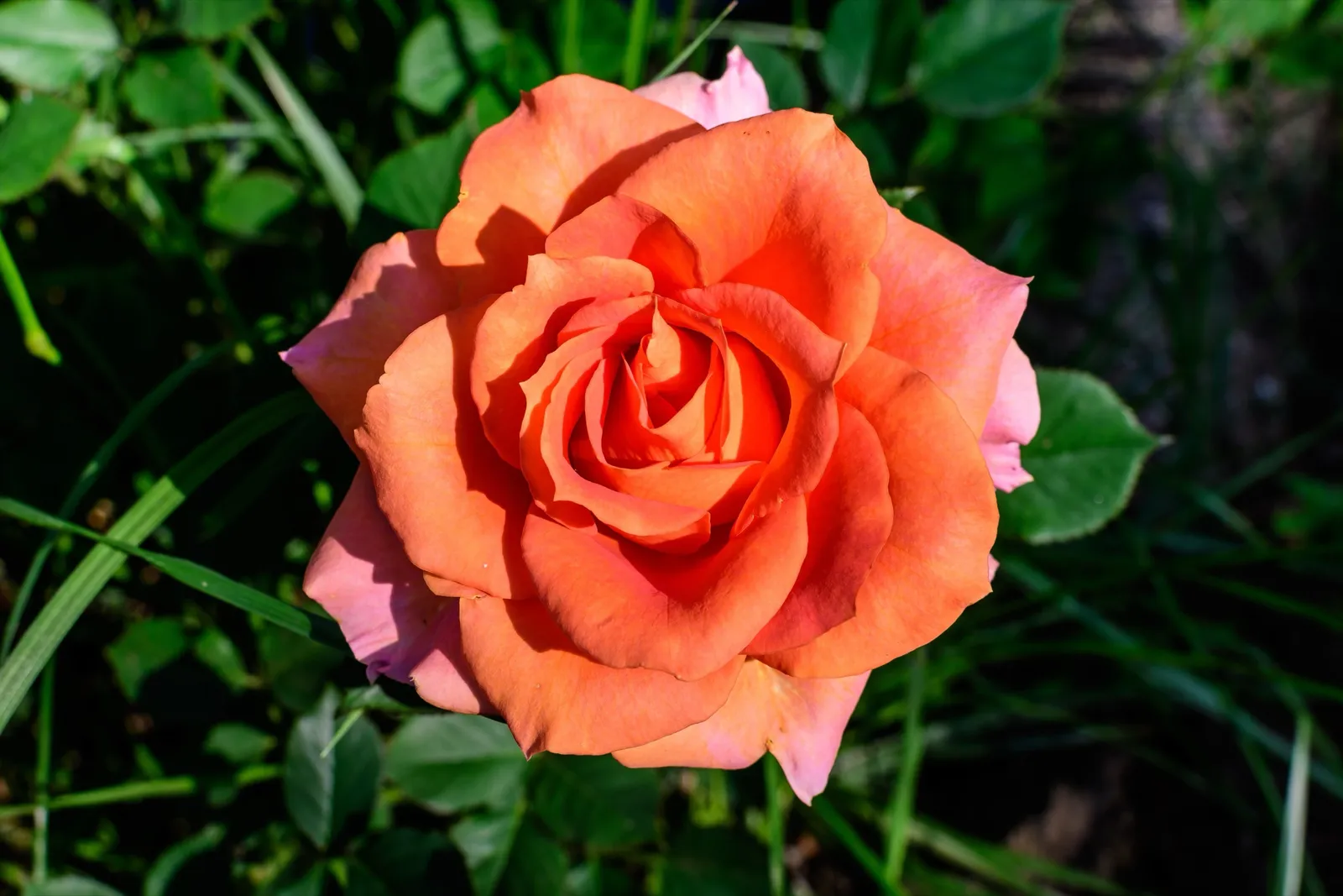 Tehybridros DRONNING INGRID ('Poulgrena'PBR) - bild 3