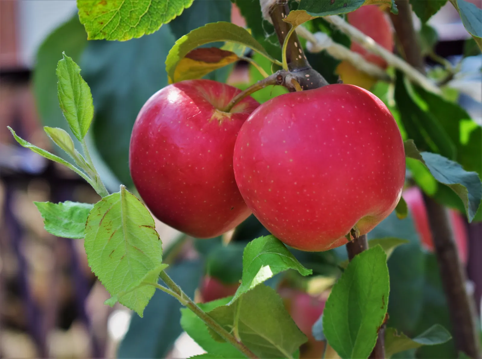 Äpple 'P. J. Bergius', syn. 'Röd Sävstaholm' - bild 1