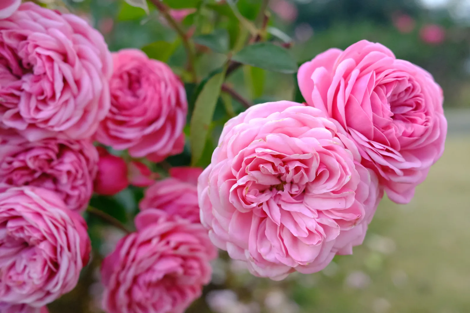 Modern buskros GERTRUDE JEKYLL® ('Ausbord') - bild 3