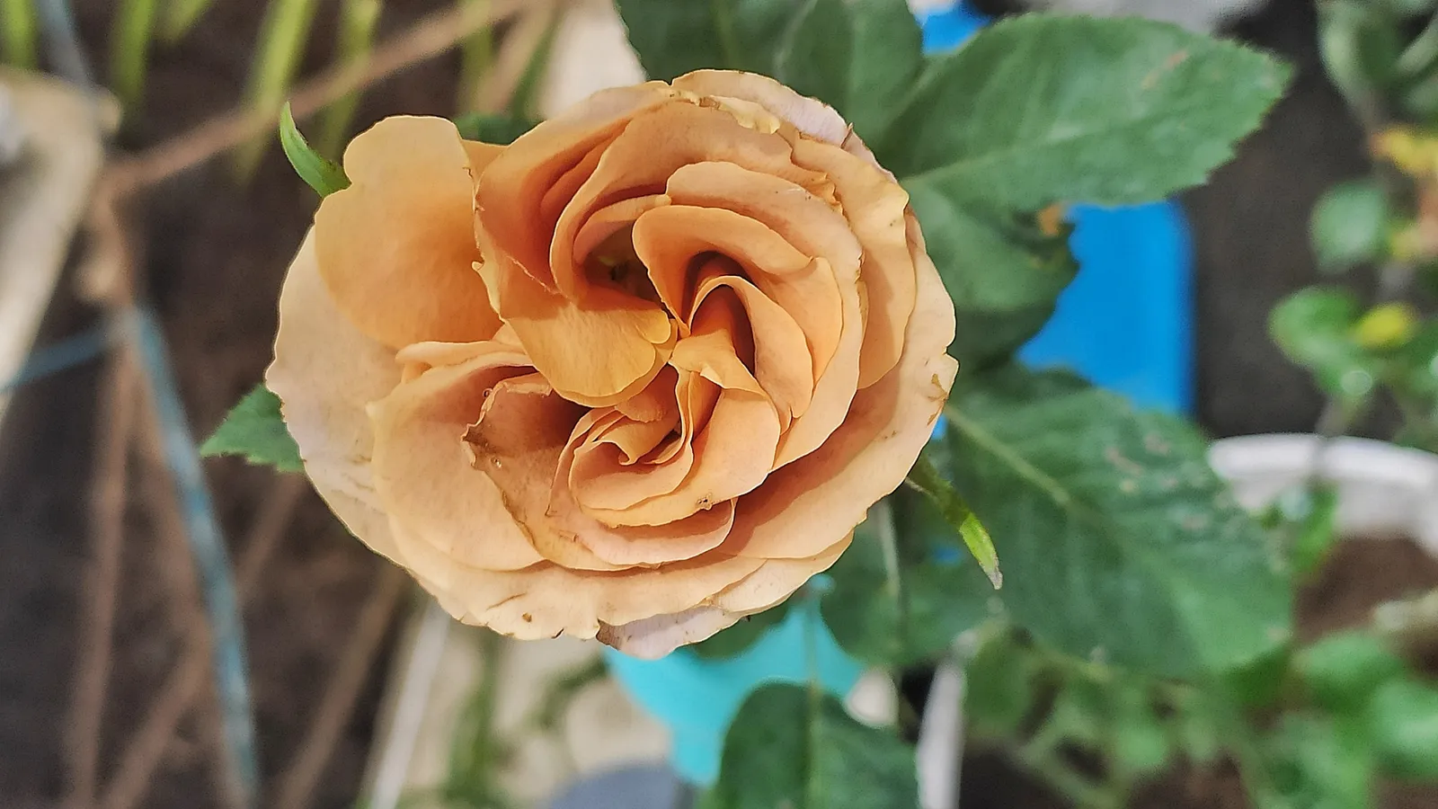Floribundaros HONEY DIJON ('Weksproulses') - bild 4