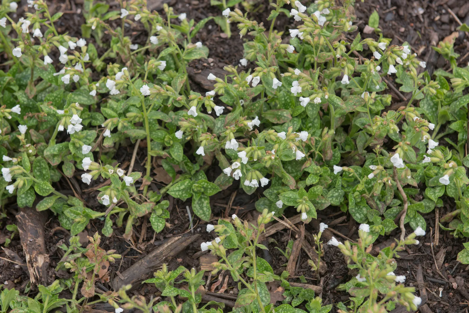 Fläckig lungört 'Sissinghurst White' - bild 3