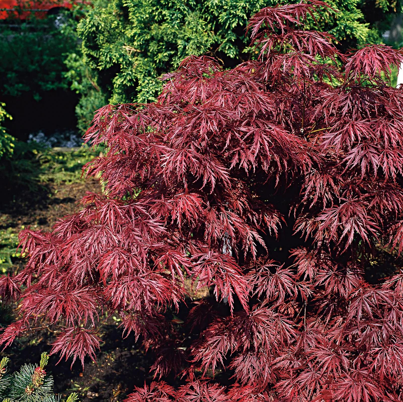 Flikbladig japansk lönn 'Garnet' - bild 2