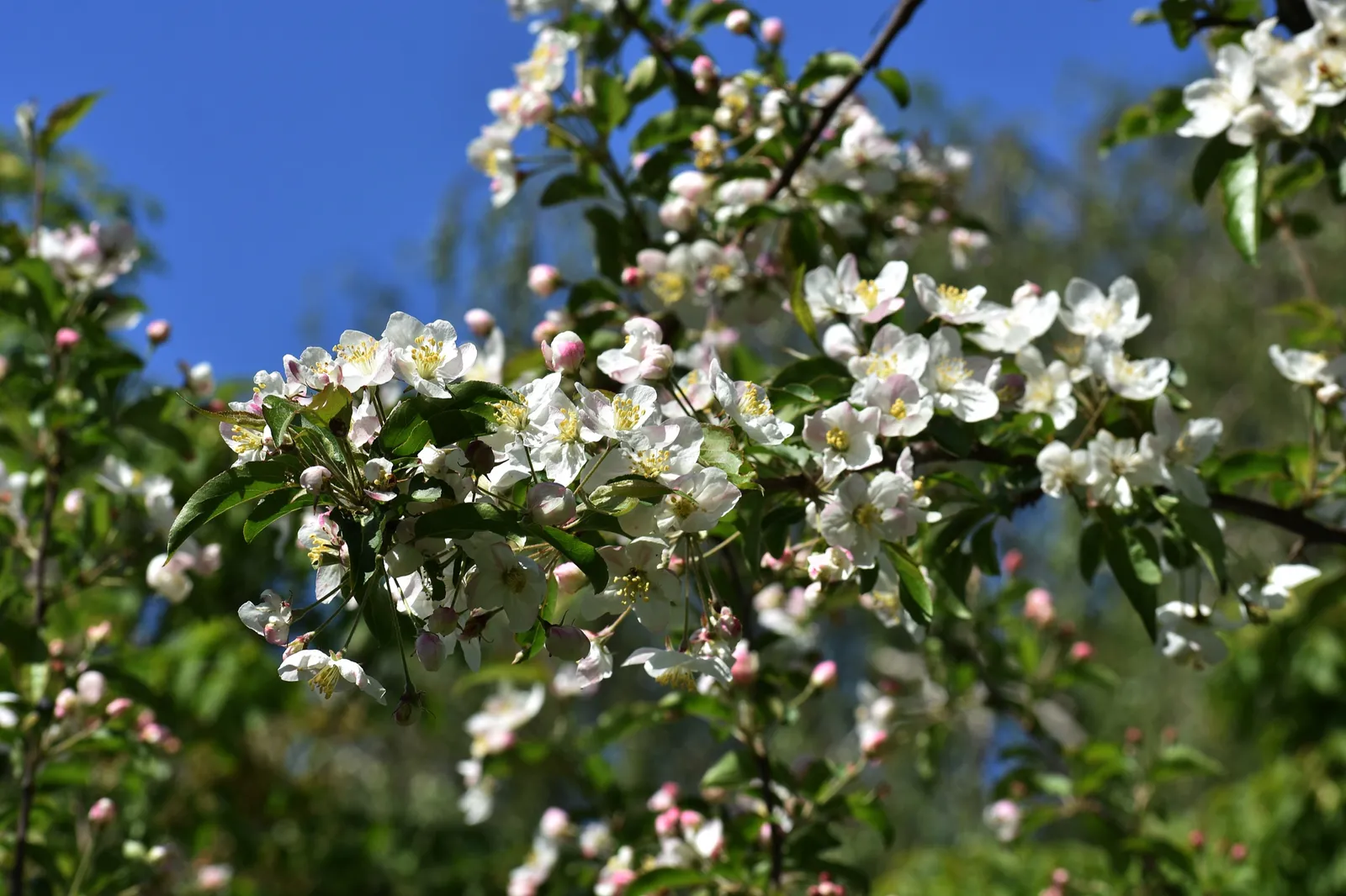Bukettapel - bild 3