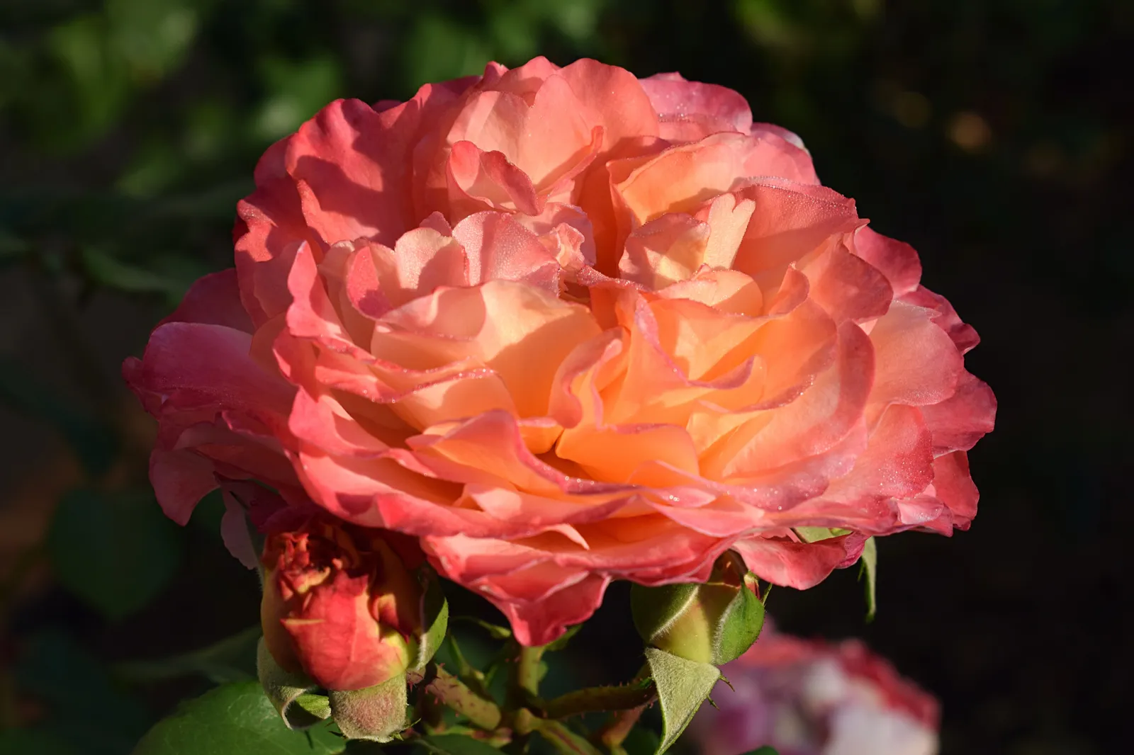 Tehybridros AUGUSTA LUISE ('Tangust'PBR) - bild 4
