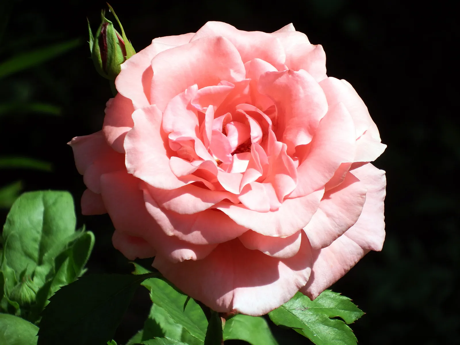 Floribundaros DRONNING MARGRETHE ('Poulskov') - bild 3