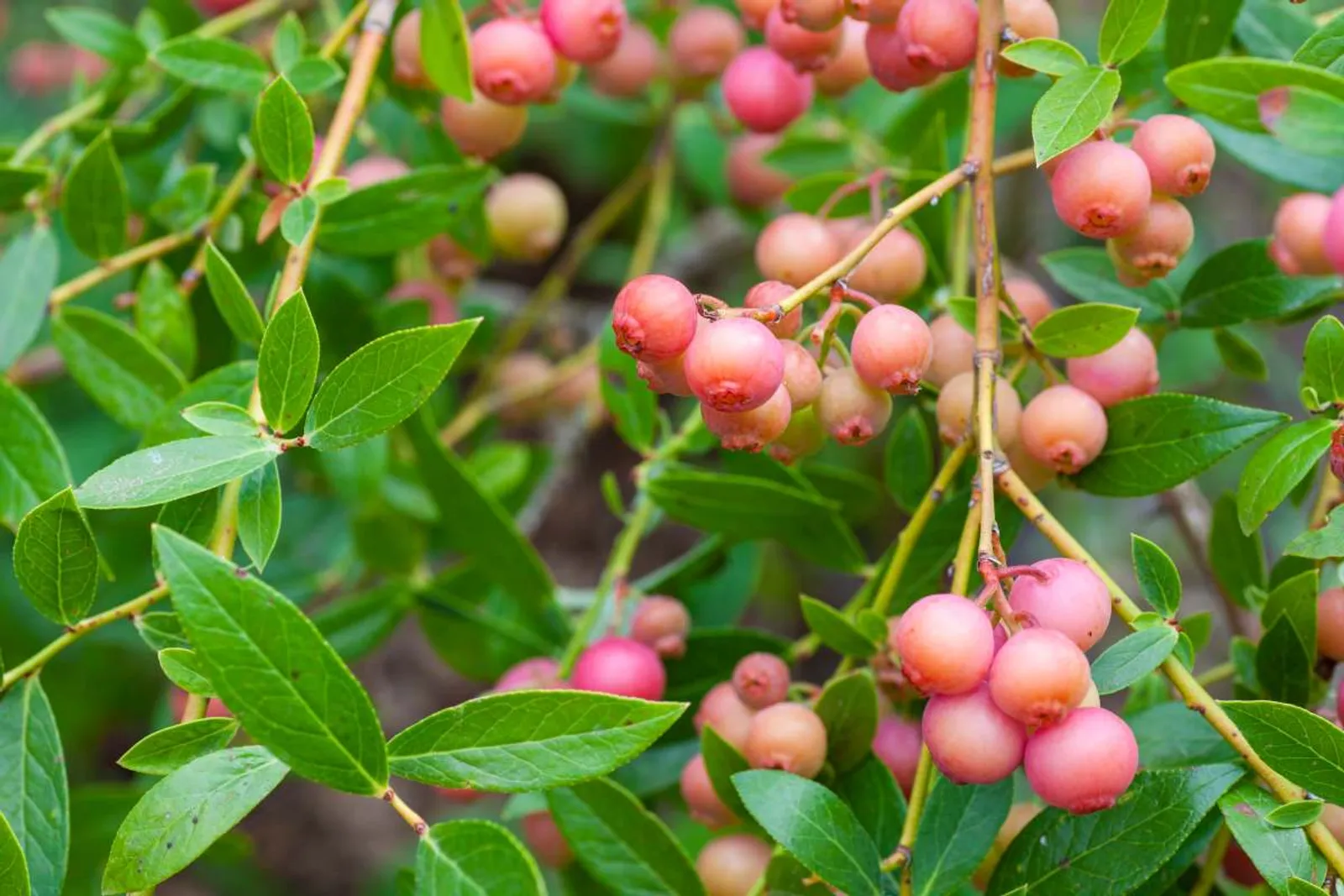 Blåbär 'Pink Lemonade' bär i nyanser av rosa och krämvitt omgivna av livliga gröna blad på frodig gren