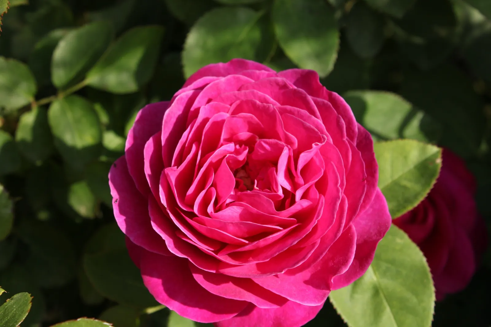 Modern buskros 'Katherine Renaissance' - bild 4