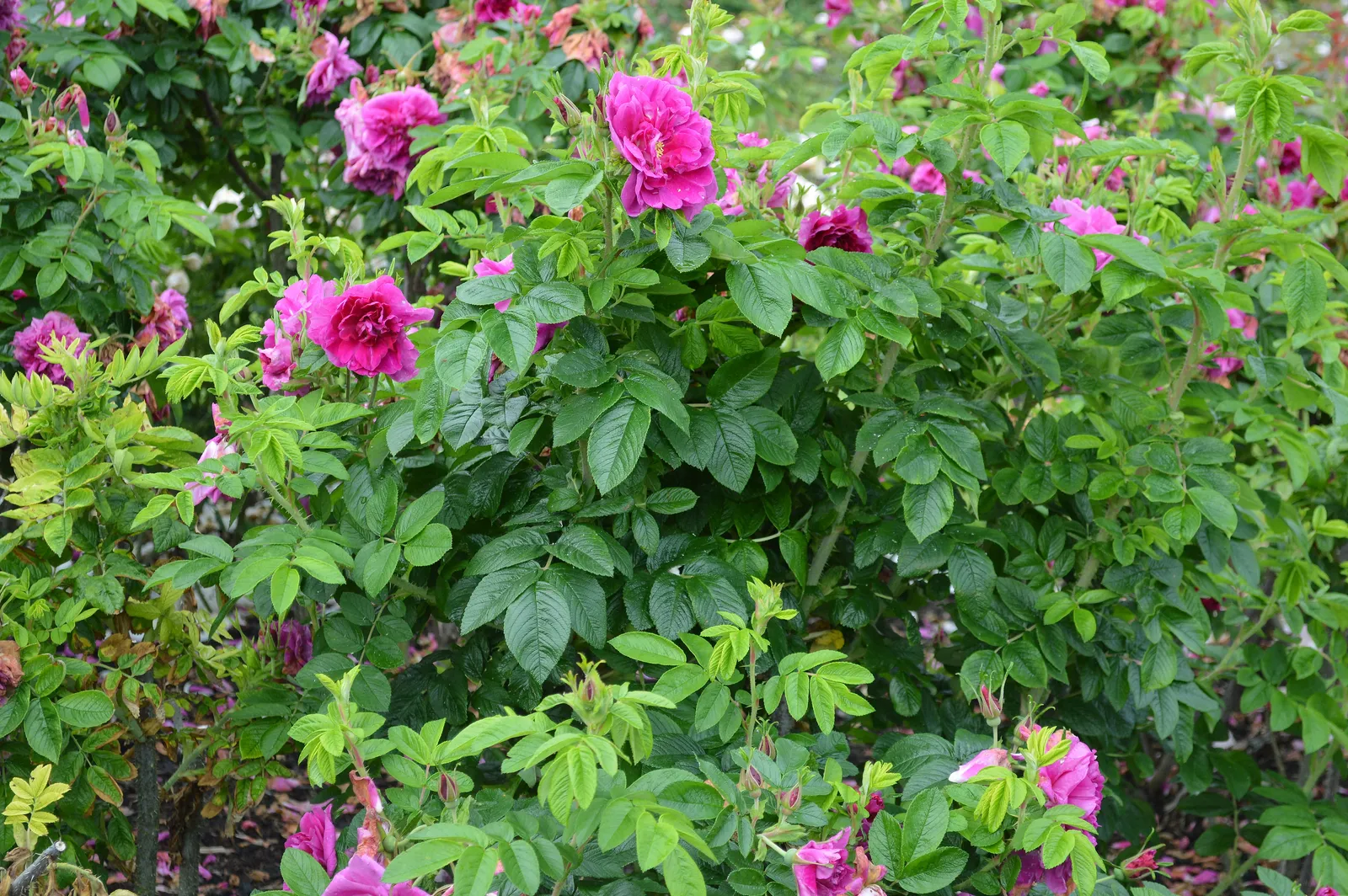 Rugosa-ros 'Hansa' - bild 4