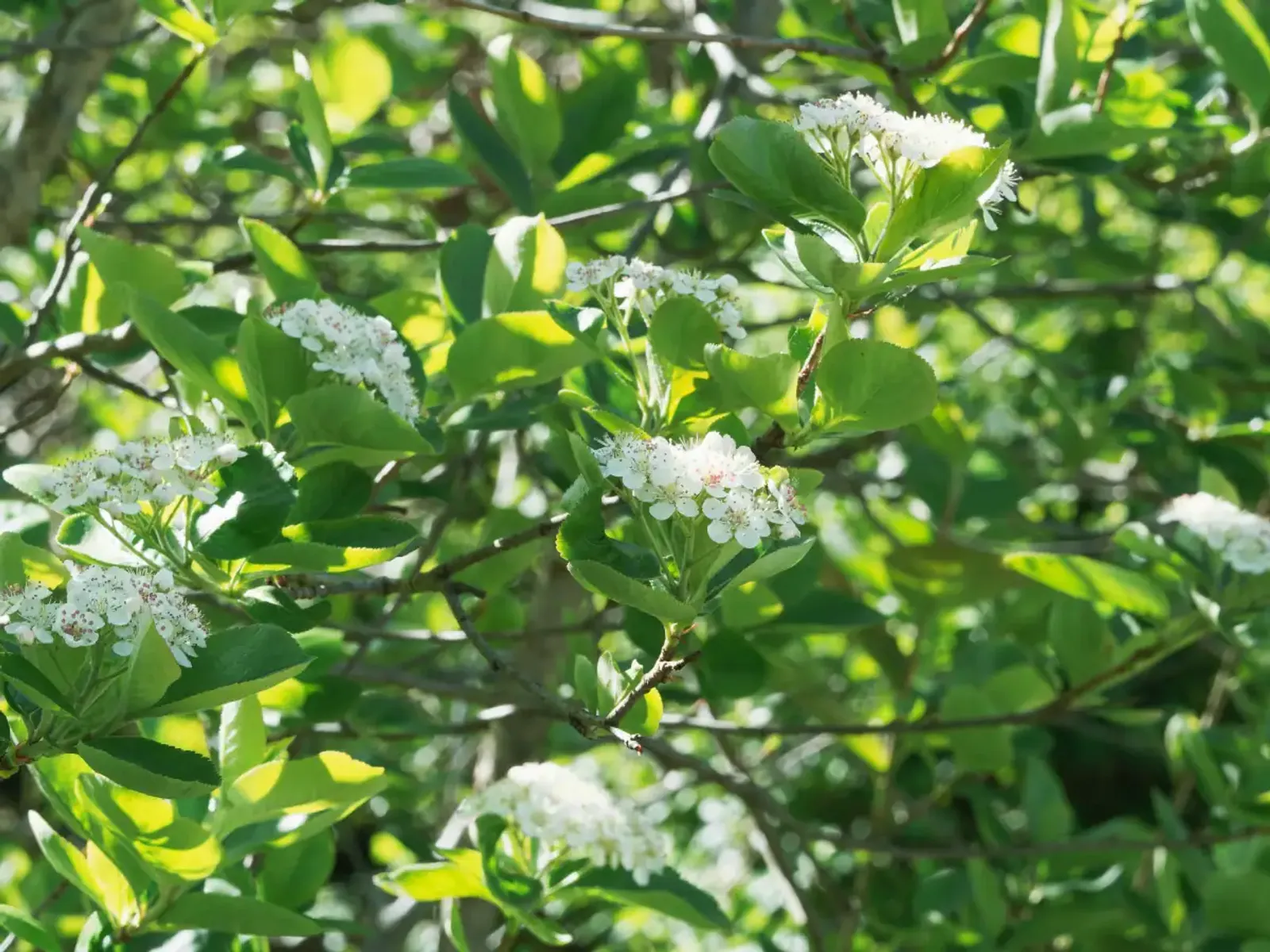 Slånaronia 'Elata', 30-50 cm — detalj 4