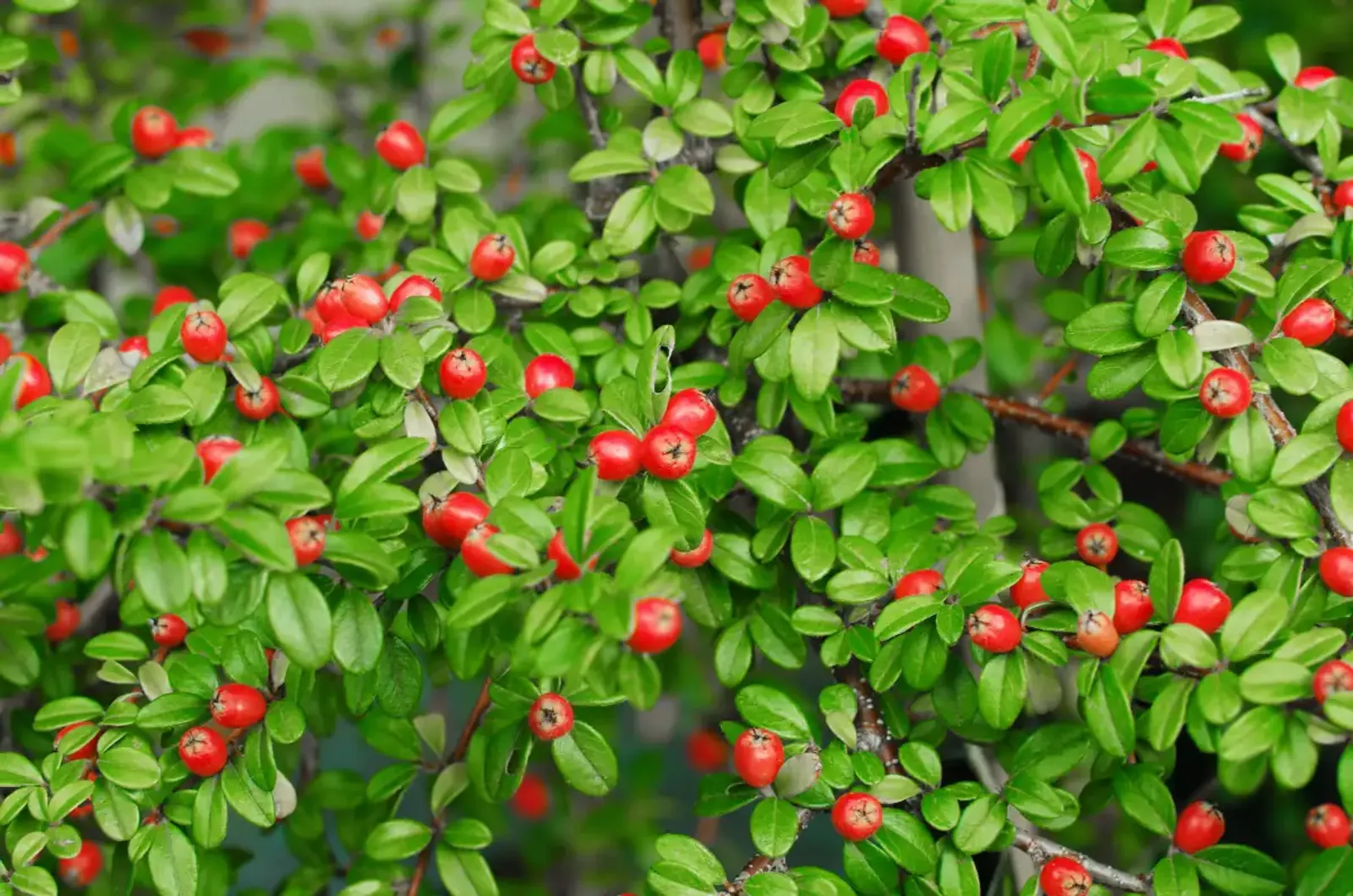 Svenskt parkoxbär 'Coral Beauty', 20-40 cm — detalj 2