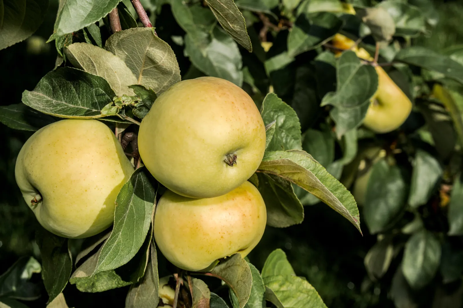 Äpple 'Oranie' E - bild 1