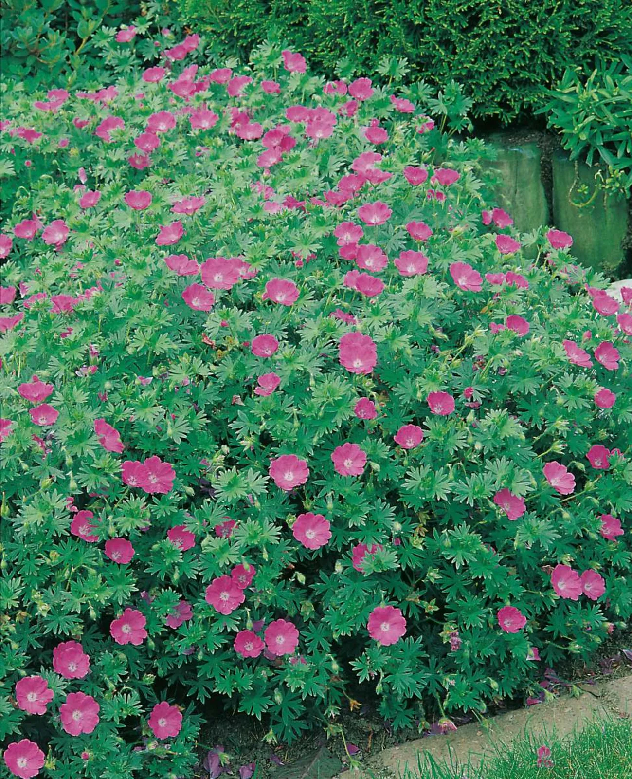 Blodnäva med magentarosa blommor och rödtonat höstbladverk, klassisk perenn för rabatter.