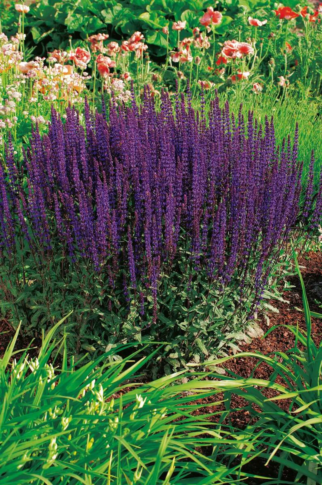 Stäppsalvia 'Caradonna' med mörklila blommor och mörka stjälkar, omgiven av gröna växter och blommor i bakgrunden.