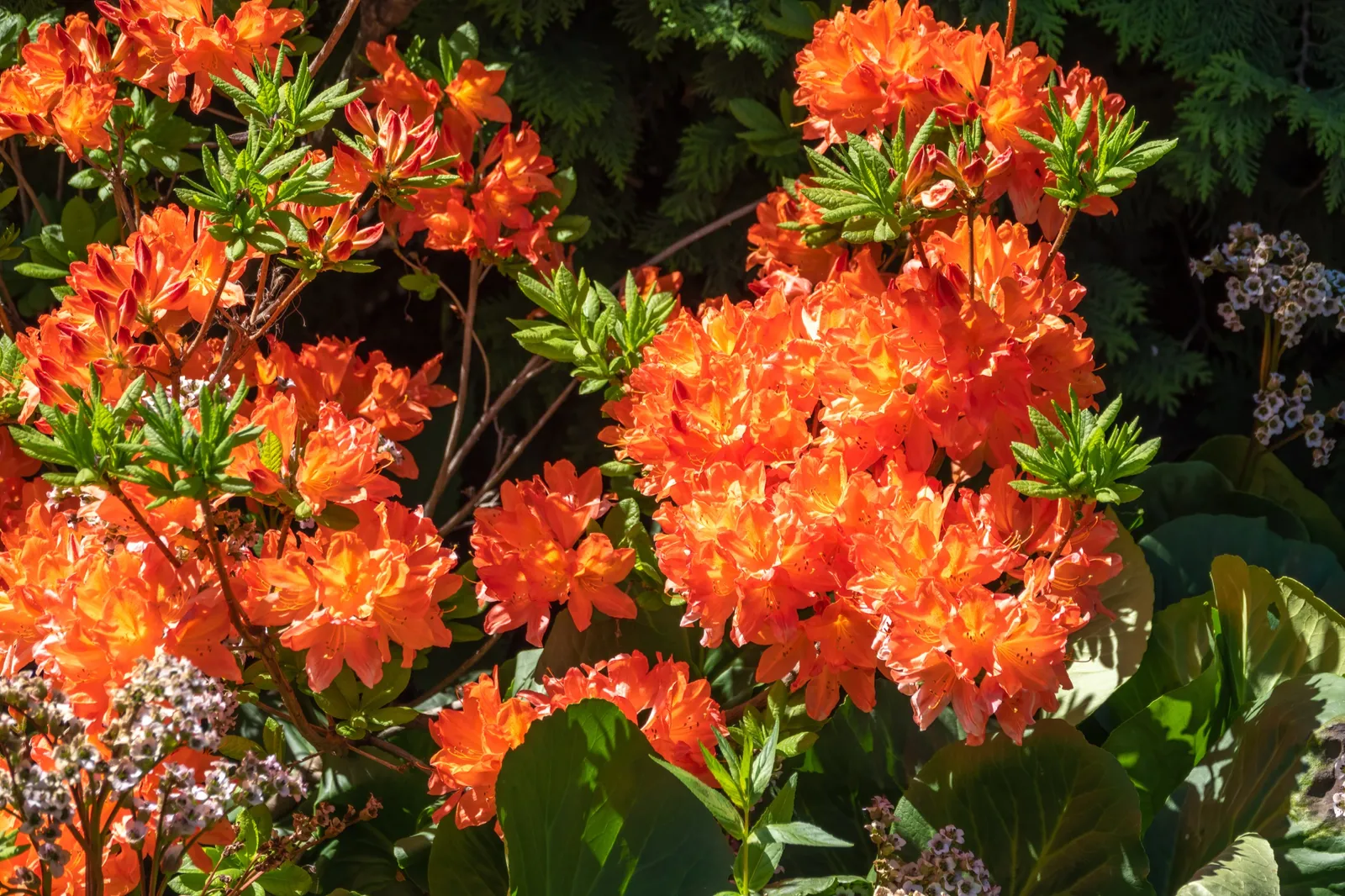 Trädgårdsazalea 'Gibraltar', 30-40 cm - bild 3