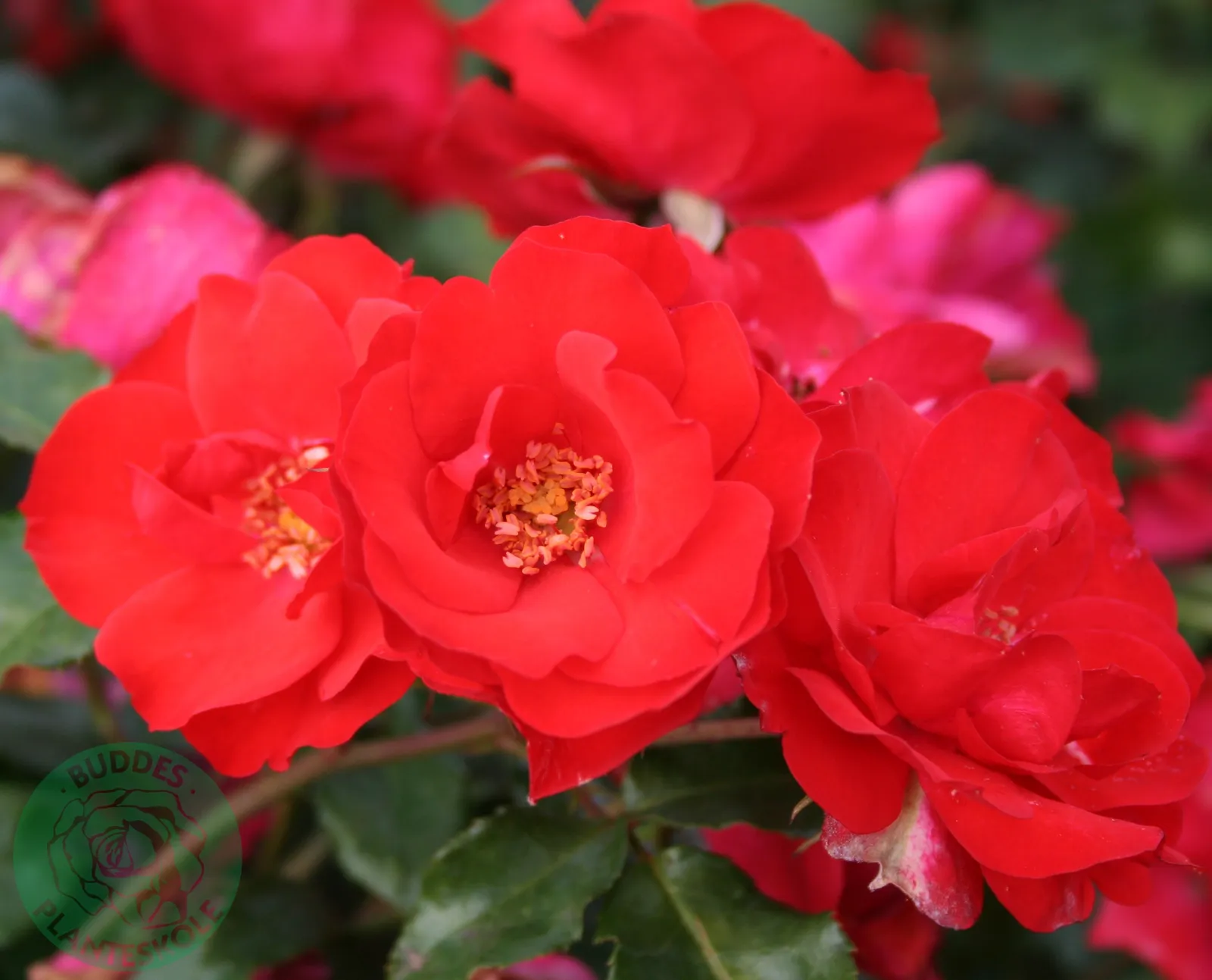Floribundaros LA SEVILLANA ('Meigekanu') - bild 1
