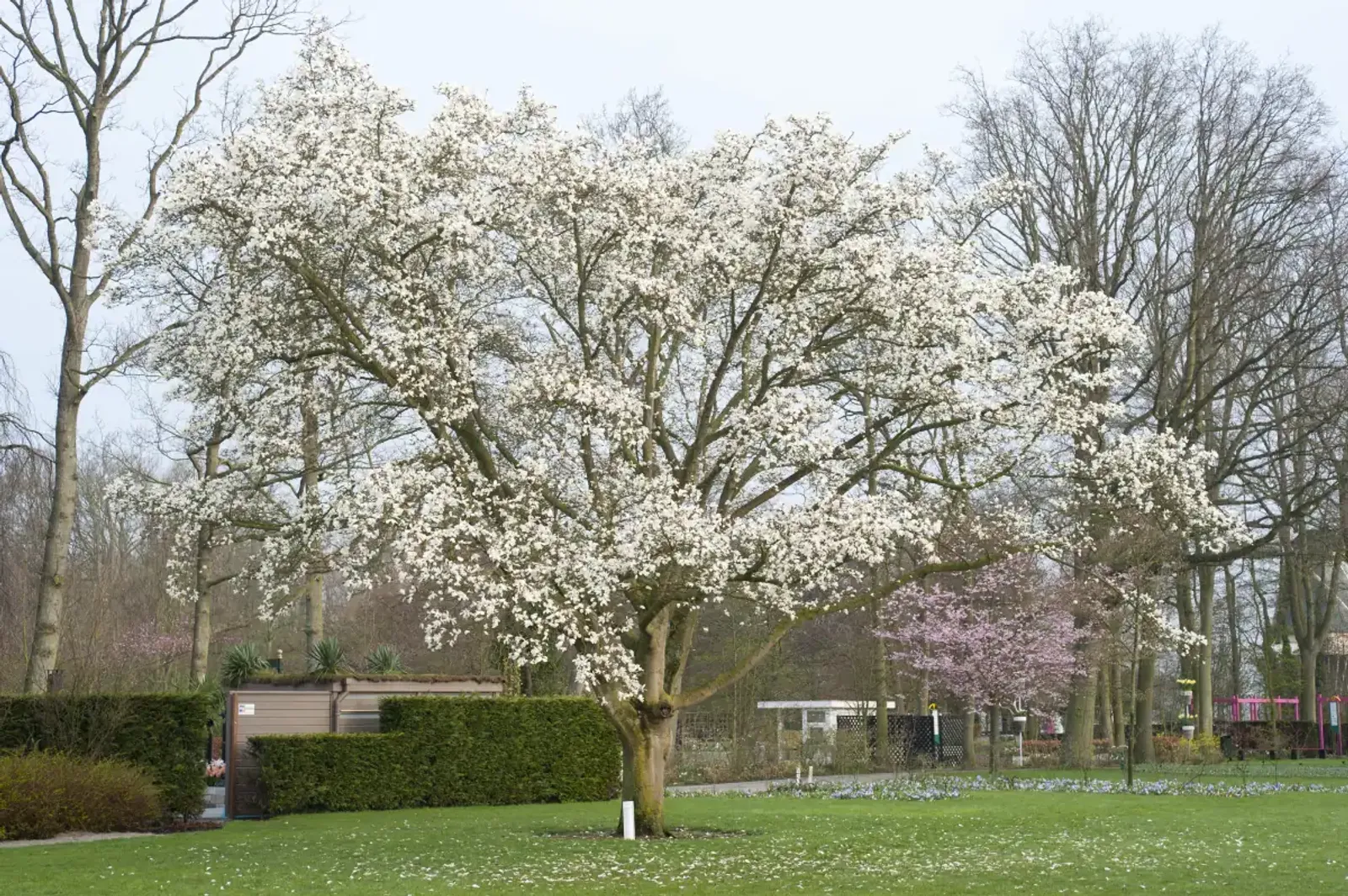 Japansk Magnolia, Högstammat träd — detalj 5