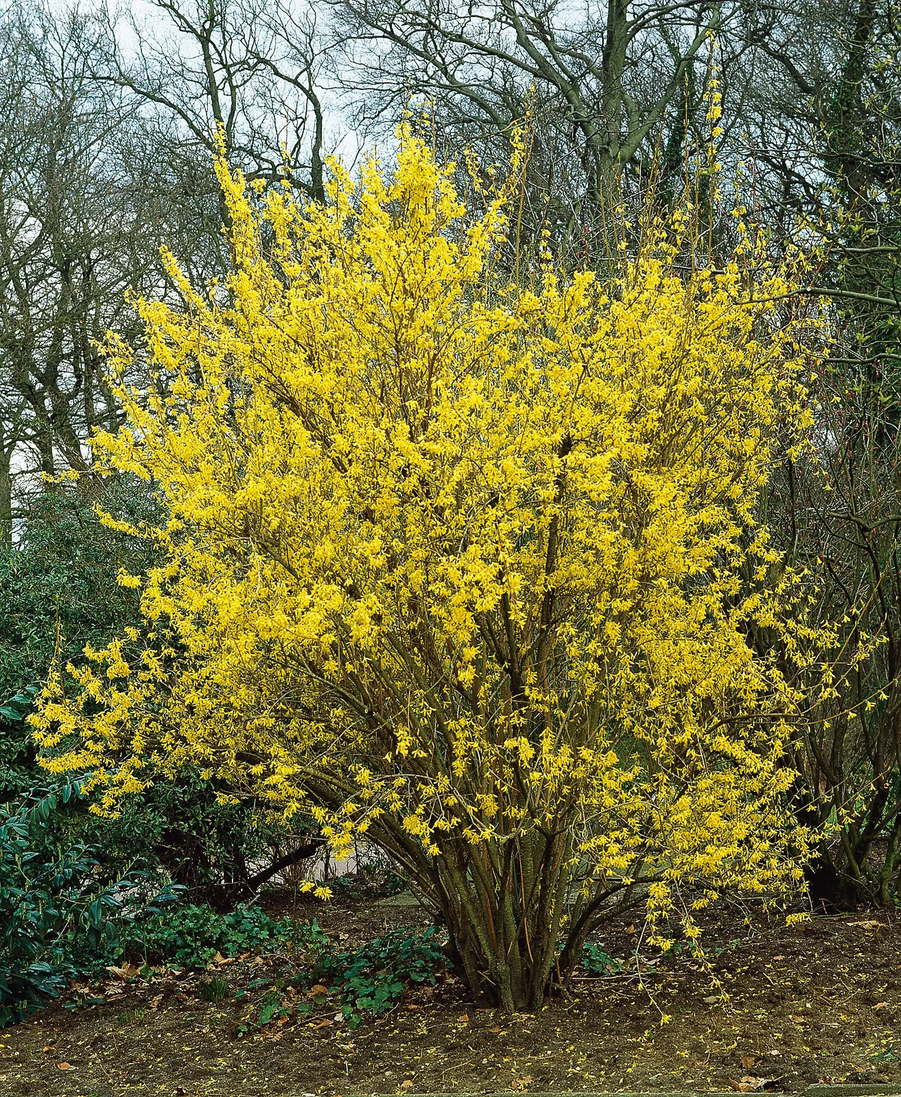 Hybridforsythia 'Lynwood' - bild 2