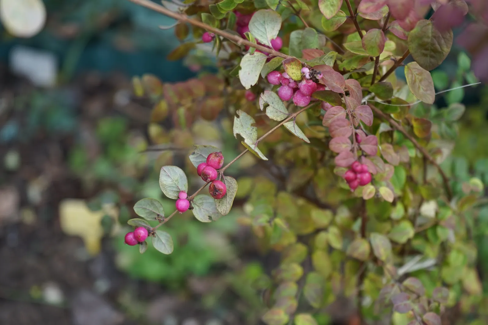 Doorenbossnöbär 'Magic Berry' - bild 4