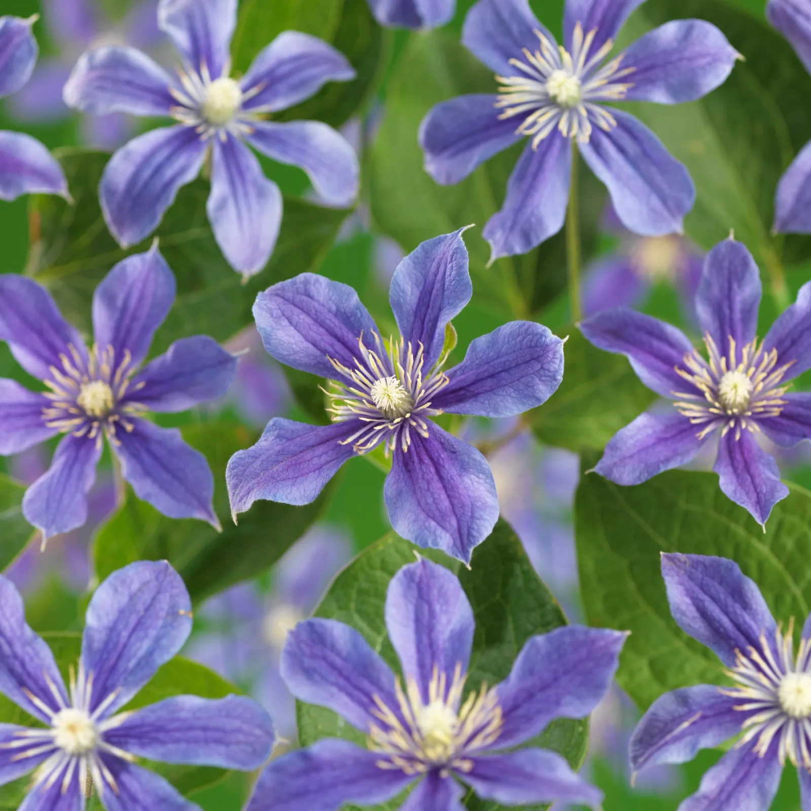 Integrifolia-klematis 'Arabella' - bild 1