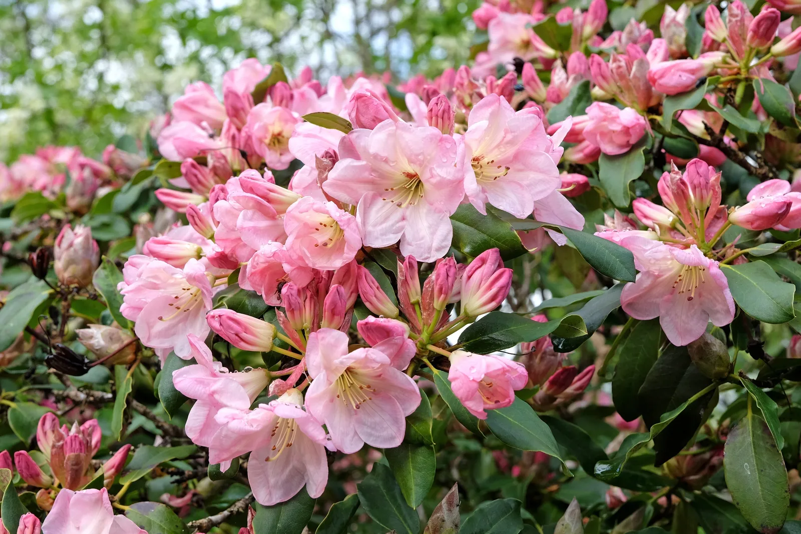 Yakushimanum-rododendron 'Percy Wiseman', 25-30 cm - bild 4