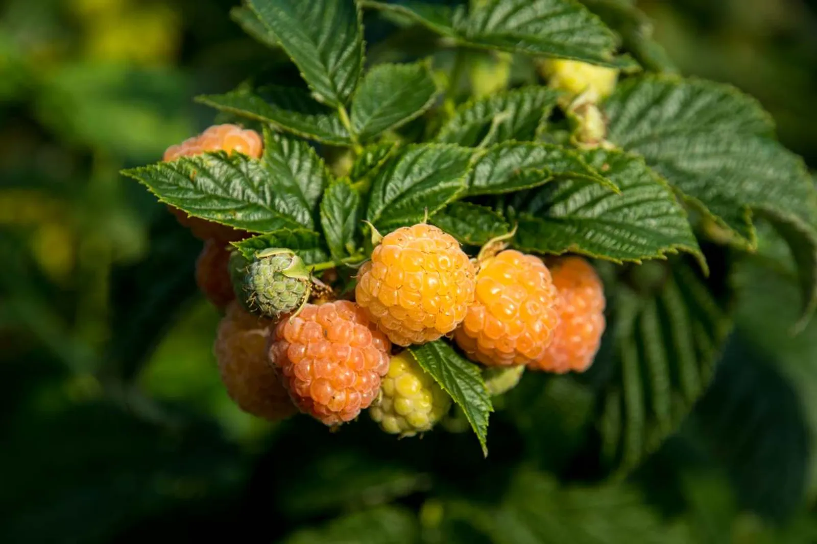 Hösthallon 'Allgold', 1-pack — närbild