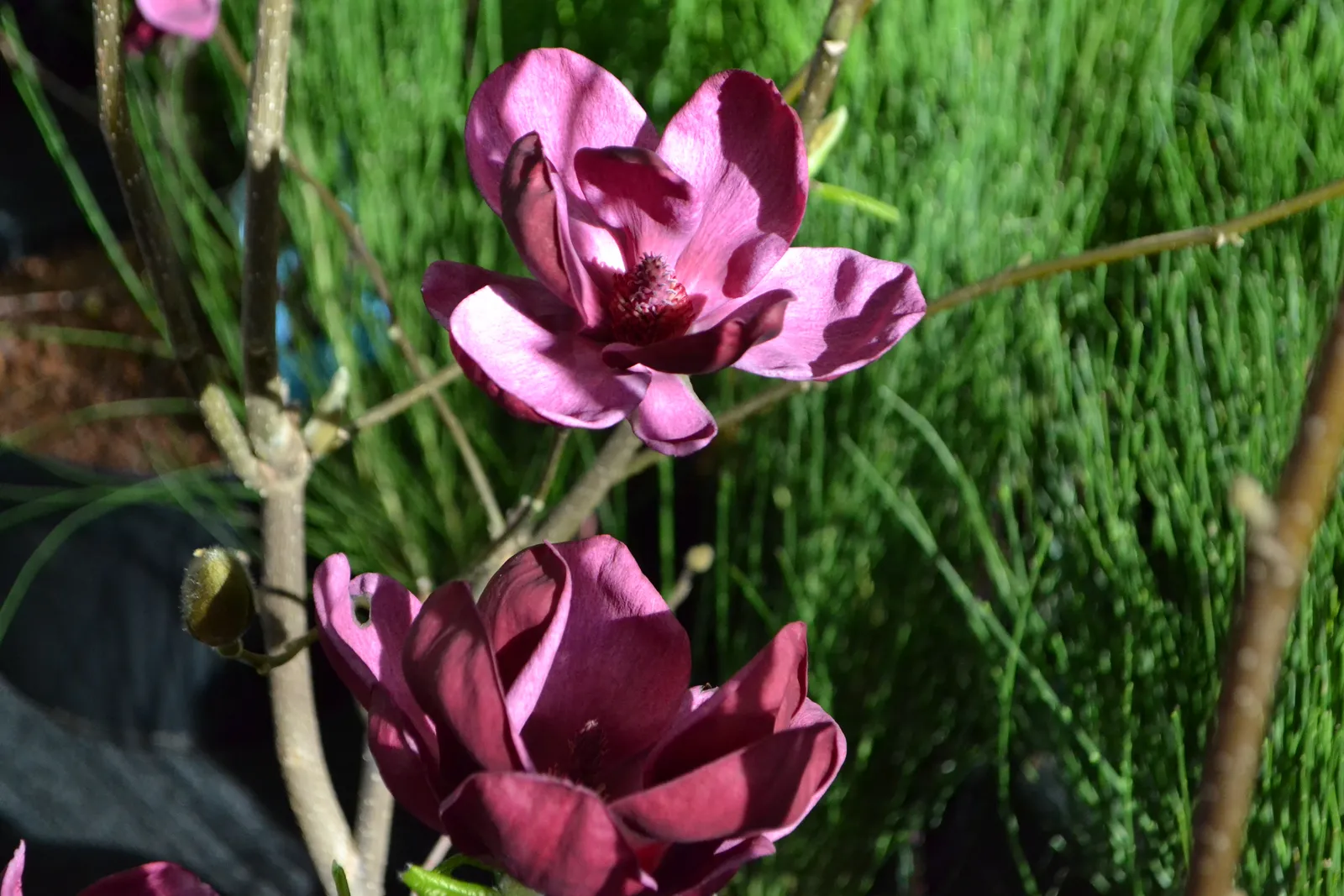 Rosenmagnolia 'Genie'PBR - bild 9