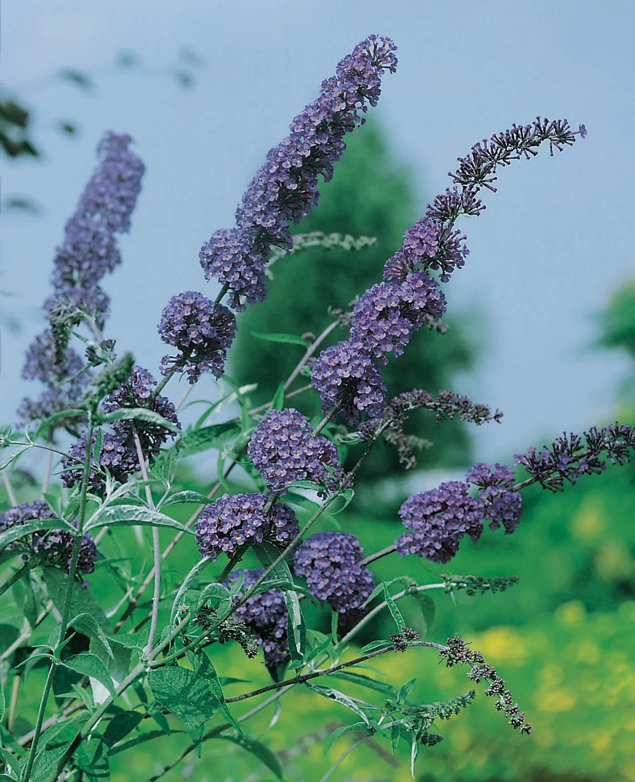 Syrenbuddleja NANHO BLUE ('Nanho Petite Indigo') - bild 2