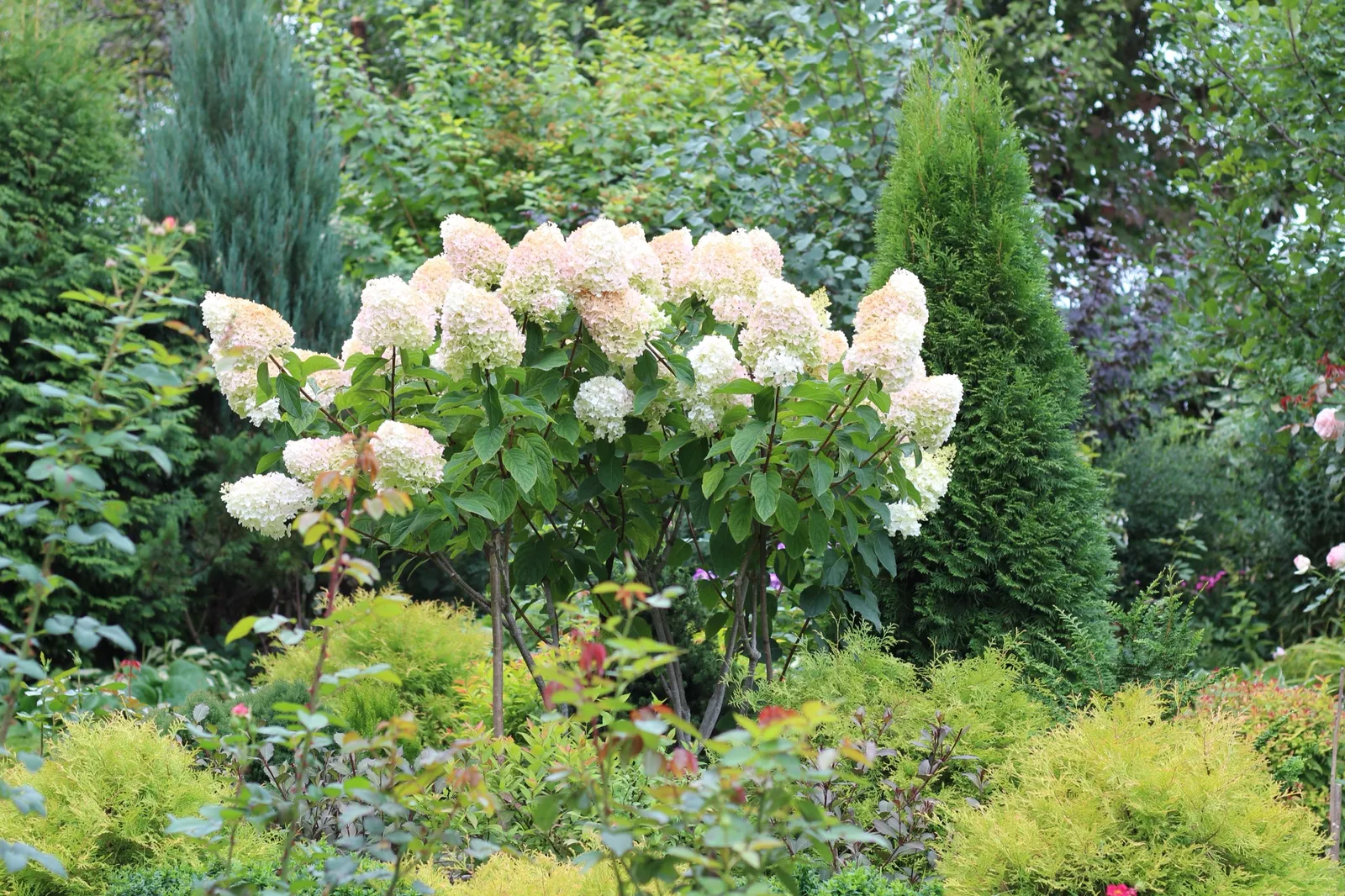 Syrenhortensia - bild 4
