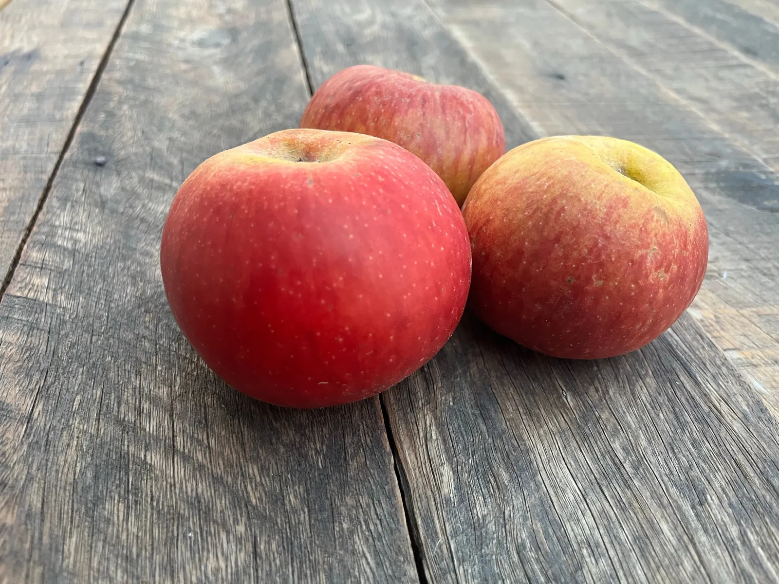 Äpple 'Gravensteiner', inkl. uppbindnings kit - bild 3