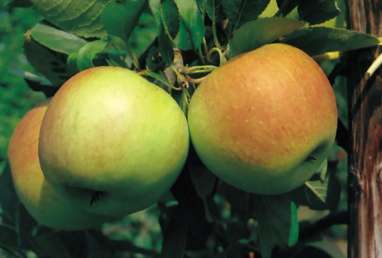 Äpple 'James Grieve' E - bild 4