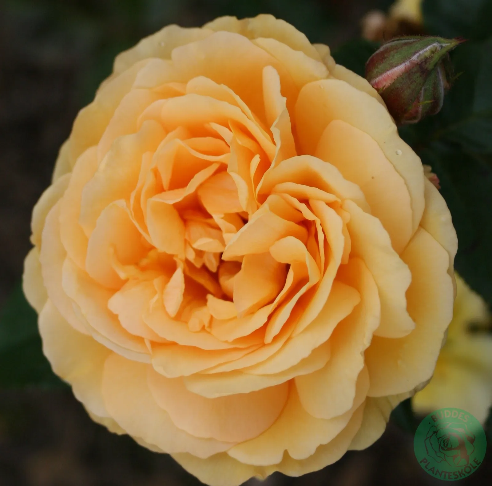 Floribundaros AMBER QUEEN ('Harroony') - bild 1