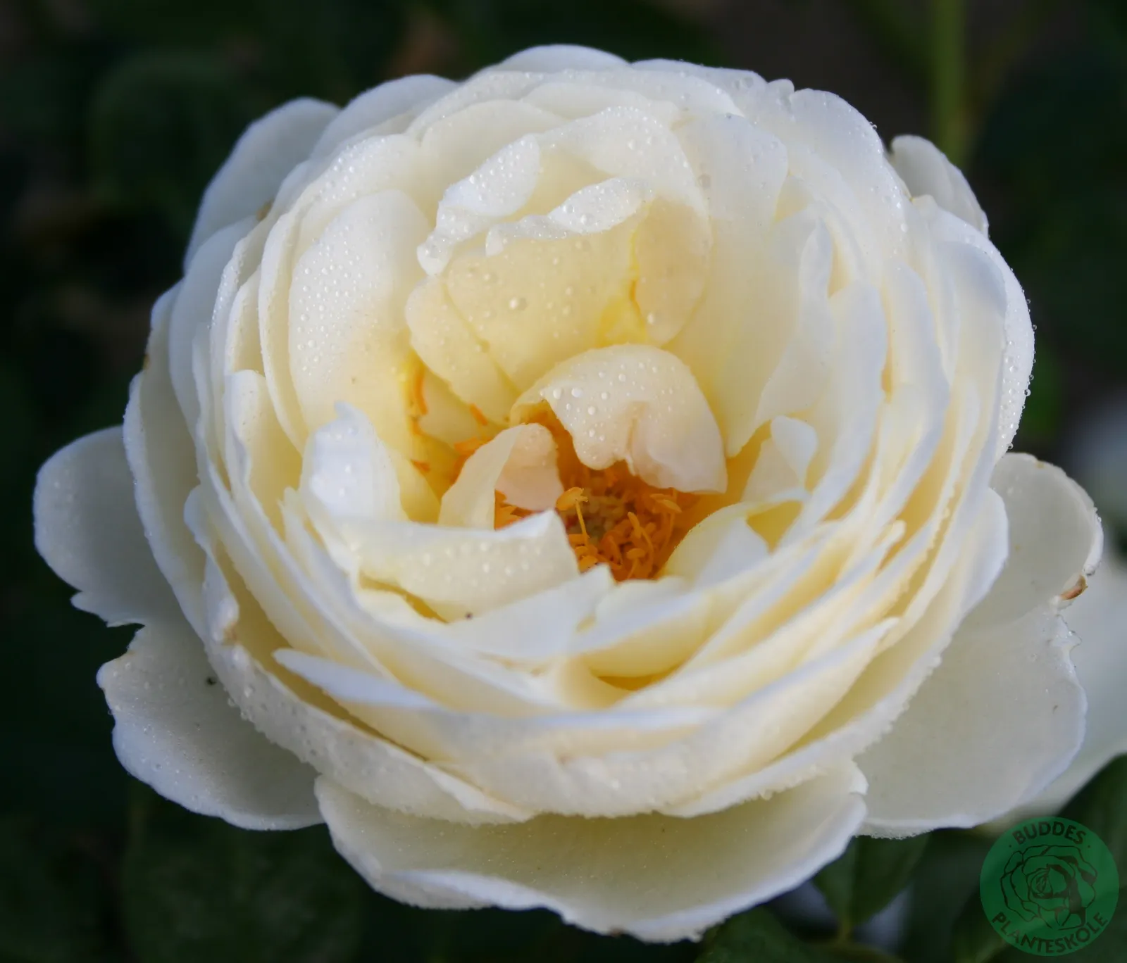 Storblommig klätterros UETERSENER KLOSTERROSE ('Tan99176'PBR) - bild 1