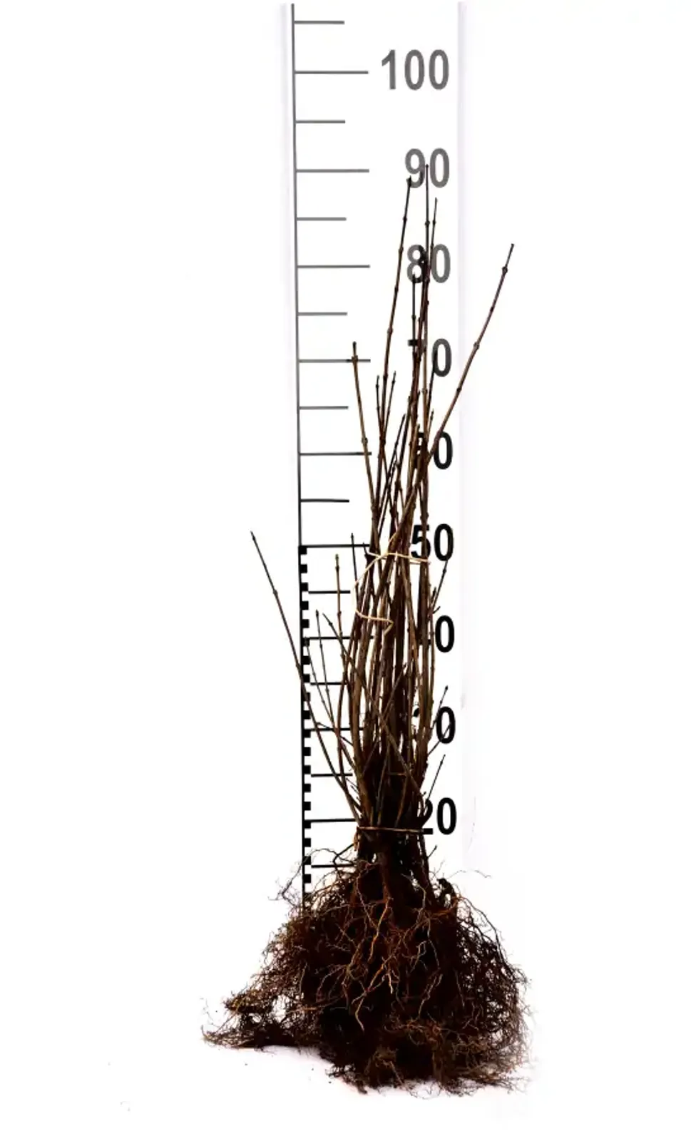 Liguster, 40-60 cm — detalj 4