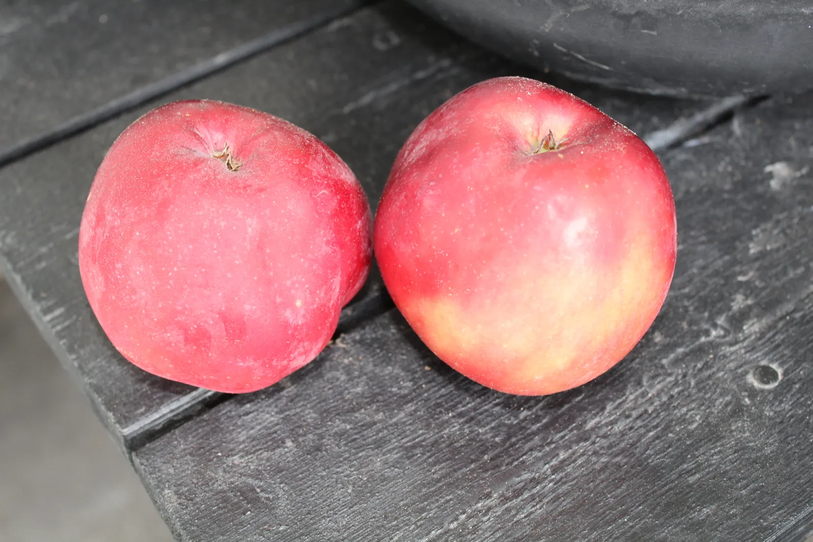 Äpple 'Rödluvan' E, inkl. uppbindnings kit - bild 1