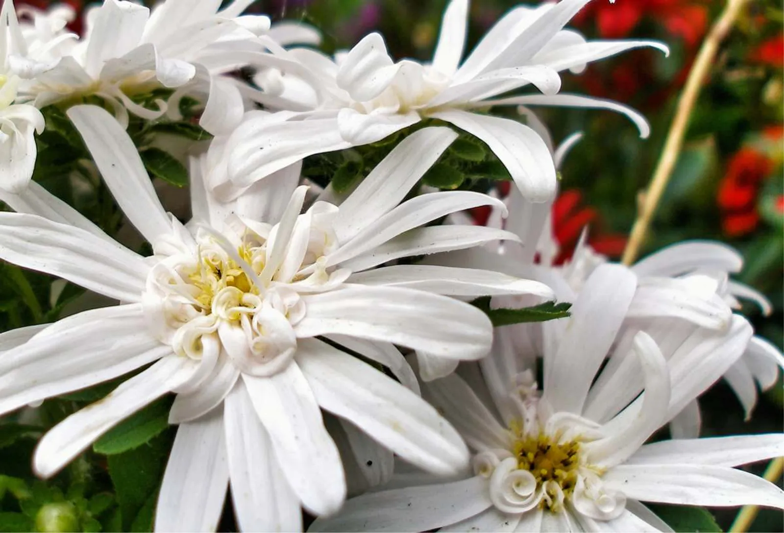Vit skogsaster med rena vita blommor och gul mitt, en höstblommande perenn för naturlika planteringar.