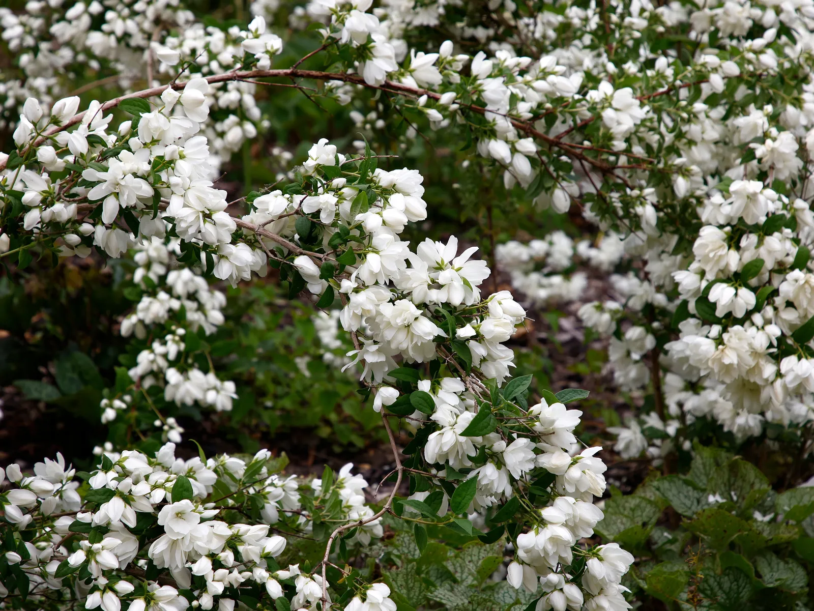Kameliaschersmin 'Snowbelle' - bild 5