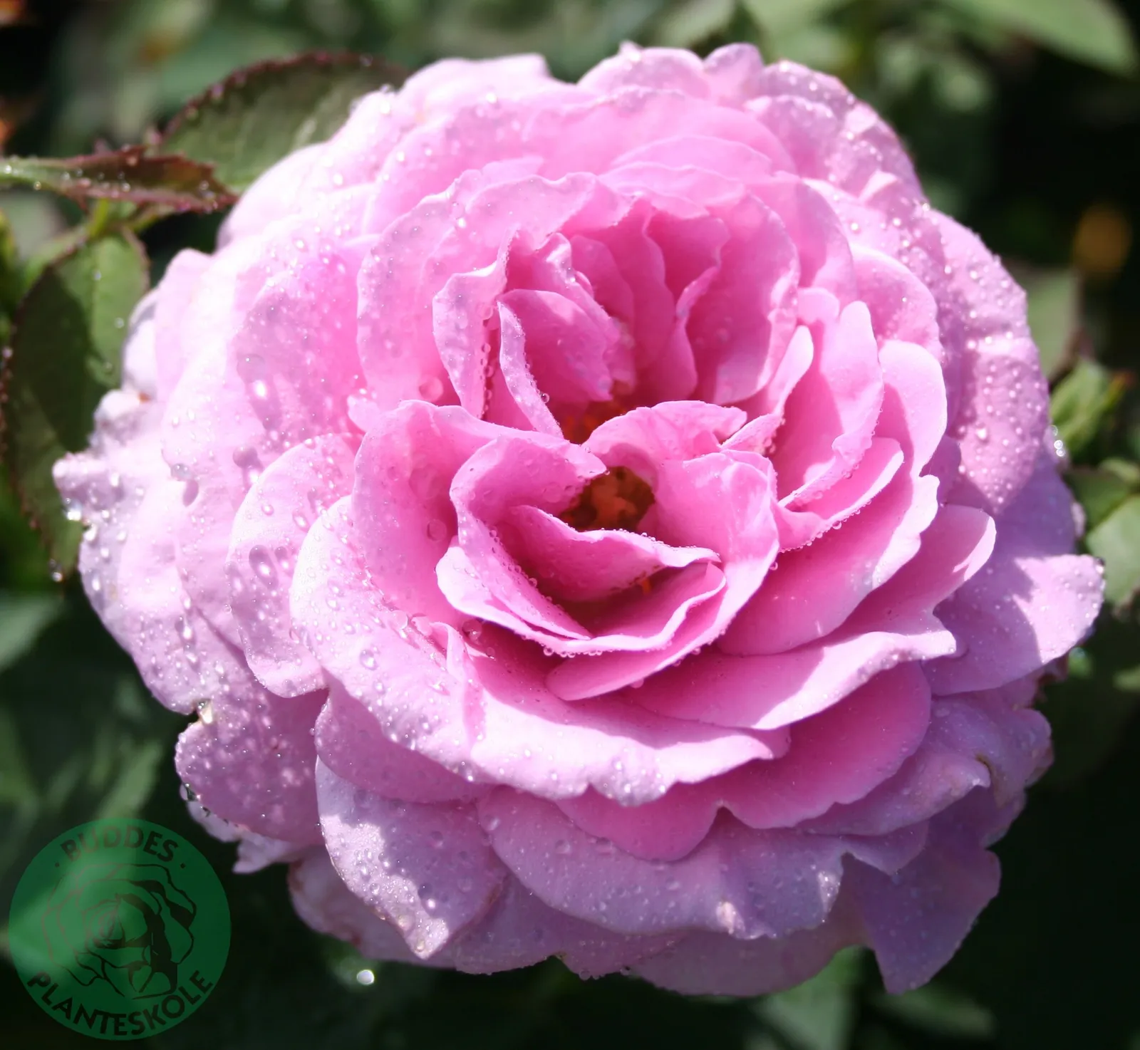 Floribundaros LAVENDER ICE® ('Tan04249'PBR) - bild 1