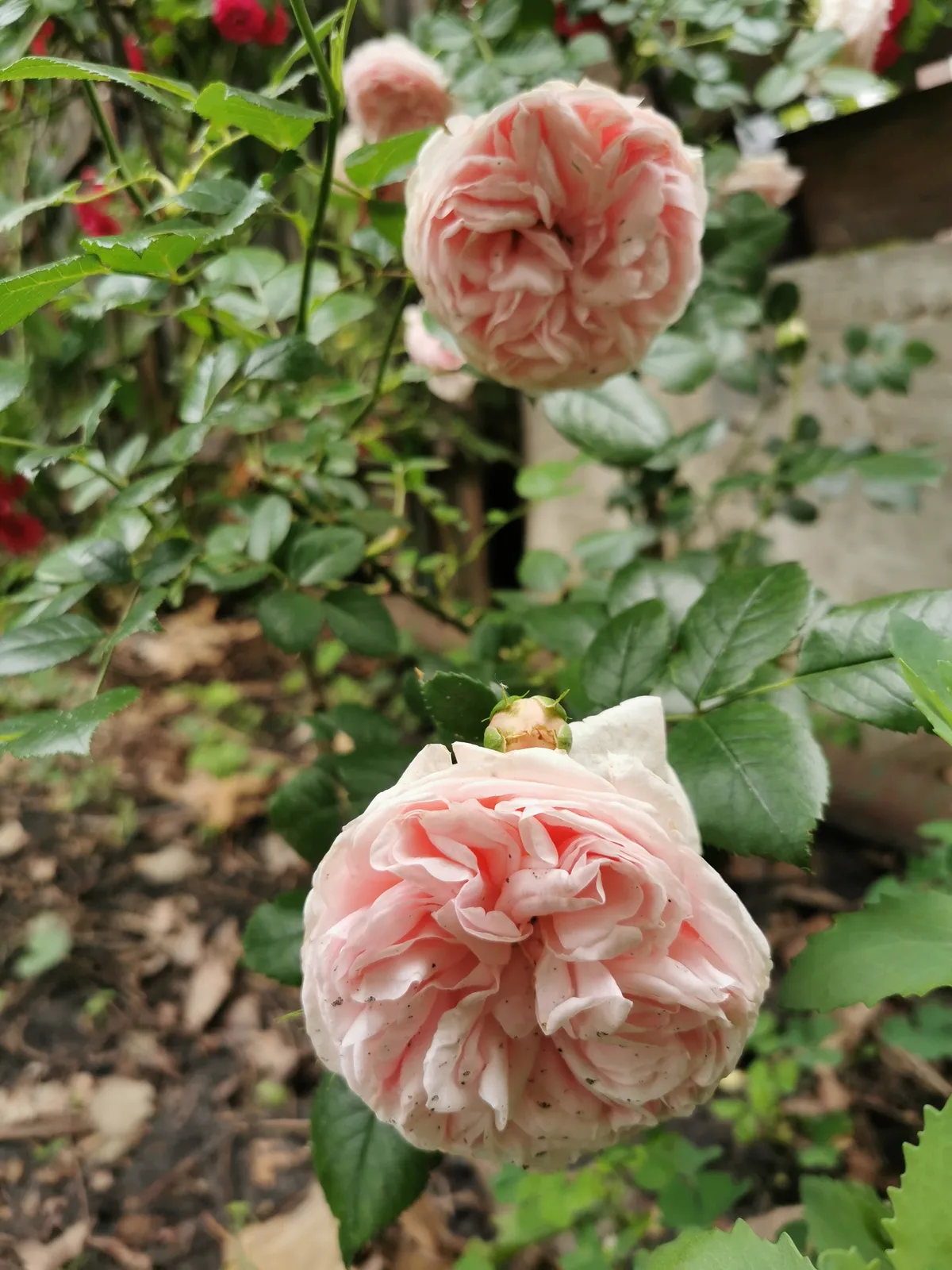 Storblommig klätterros GIARDINA ('Tan97289'PBR) - bild 3