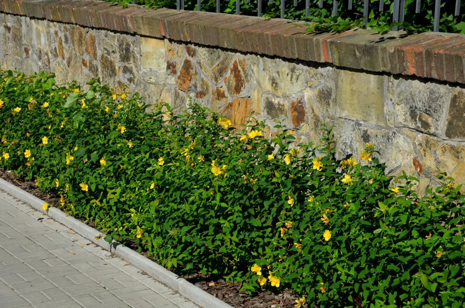 Prakthyperikum, 15-30 cm — detalj 2
