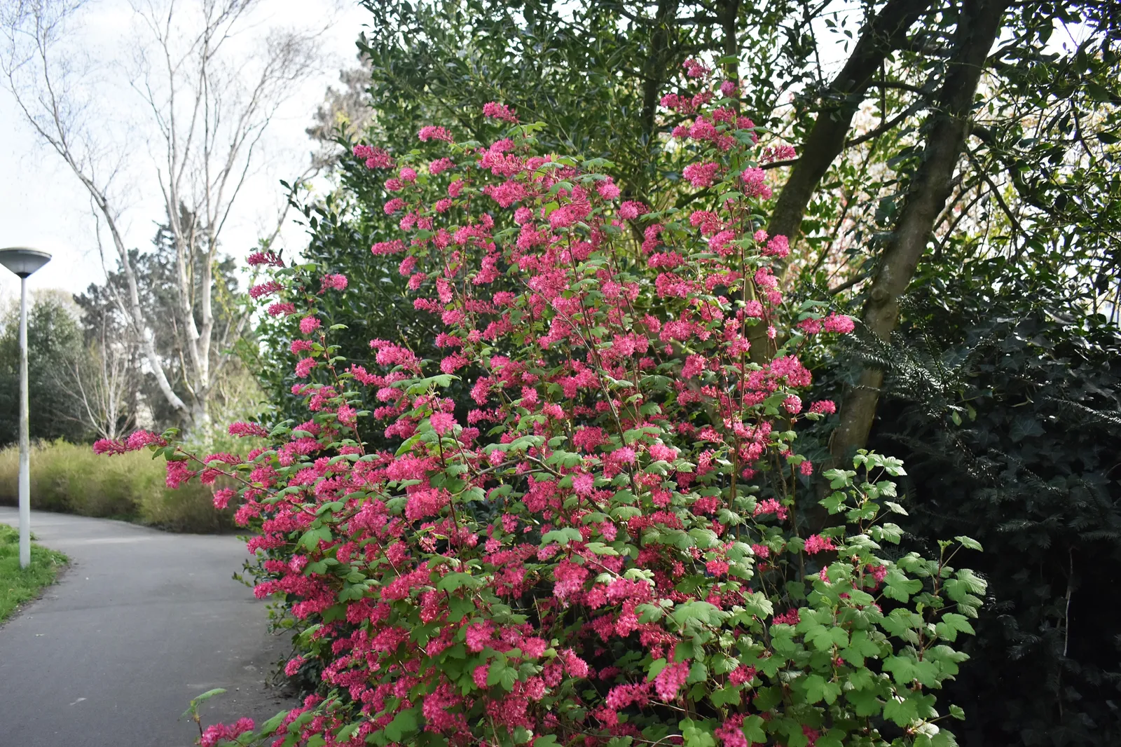 Rosenrips 'King Edward VII' - bild 1