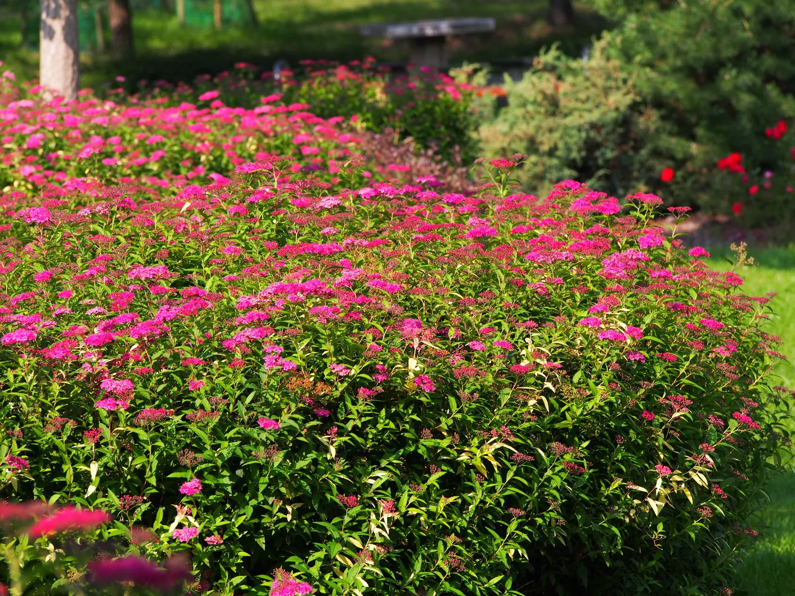 Rosenspirea - bild 7